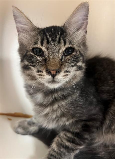 adoptable Cat in Thousand Palms, CA named Cat