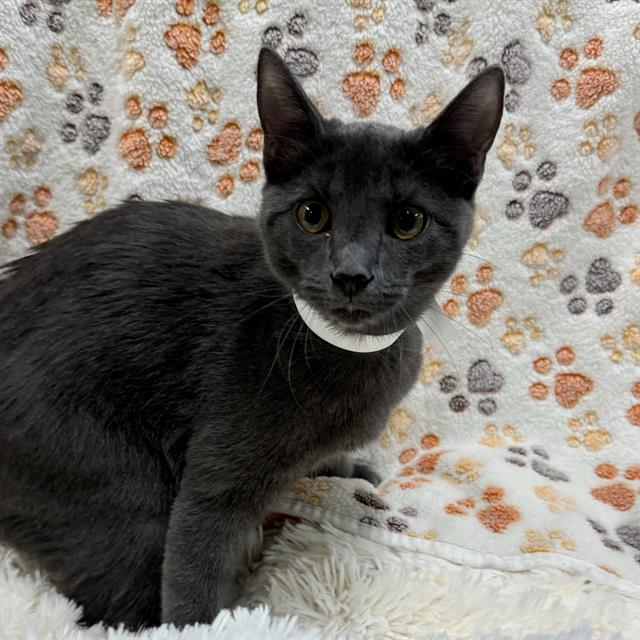 adoptable Cat in Thousand Palms, CA named Cat