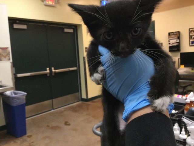 adoptable Cat in Thousand Palms, CA named Cat