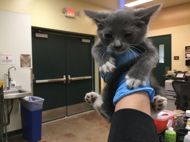 adoptable Cat in Thousand Palms, CA named Cat