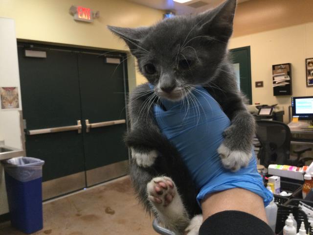 adoptable Cat in Thousand Palms, CA named Cat