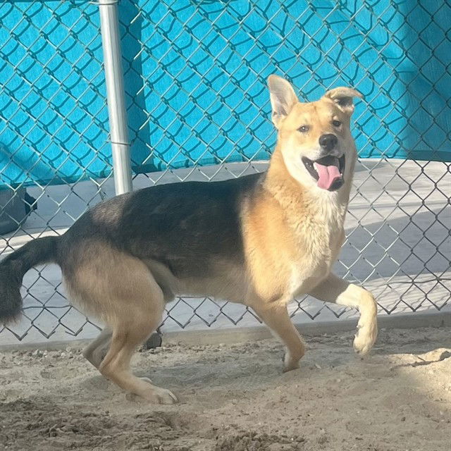 adoptable Dog in Thousand Palms, CA named BLAKE