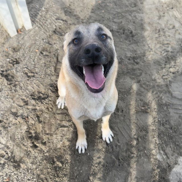 adoptable Dog in Thousand Palms, CA named JAKE
