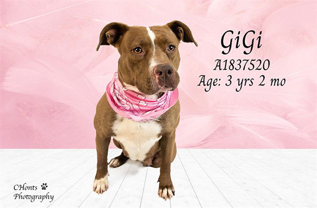adoptable Dog in Thousand Palms, CA named GIGI