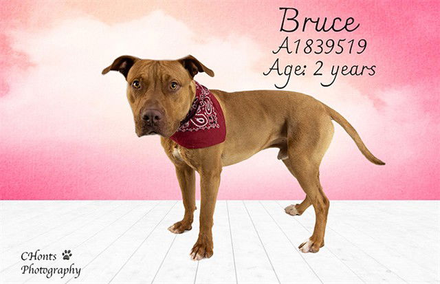 adoptable Dog in Thousand Palms, CA named BRUCE