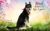 adoptable Dog in  named BROCK