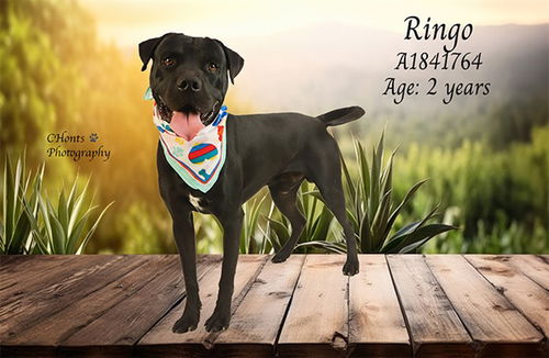 picture of the dog needing adoption