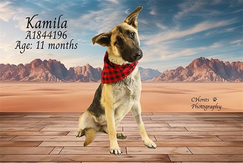 picture of the dog needing adoption