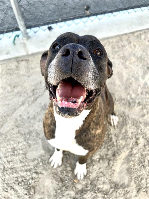 adoptable Dog in Thousand Palms, CA named BUSTER