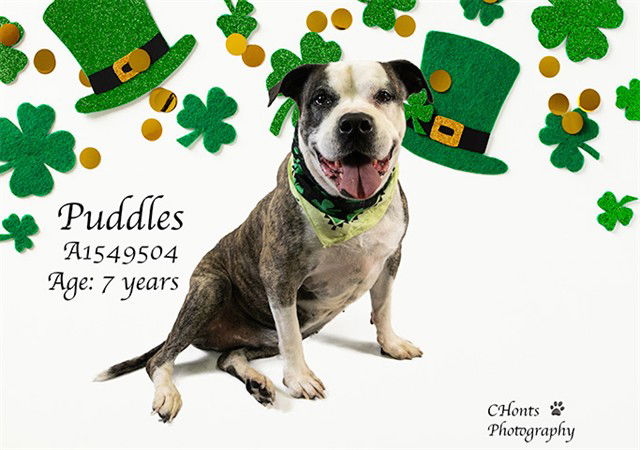 adoptable Dog in Thousand Palms, CA named PUDDLES