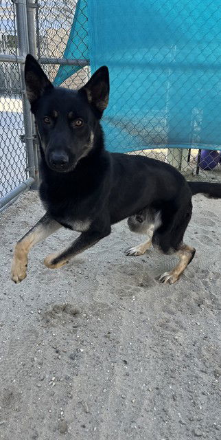 adoptable Dog in Thousand Palms, CA named TOMMY