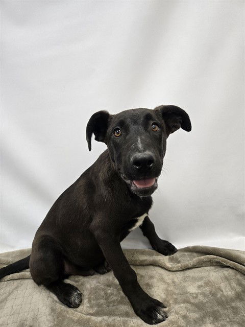 adoptable Dog in Thousand Palms, CA named SHANE