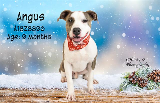 adoptable Dog in Thousand Palms, CA named ANGUS