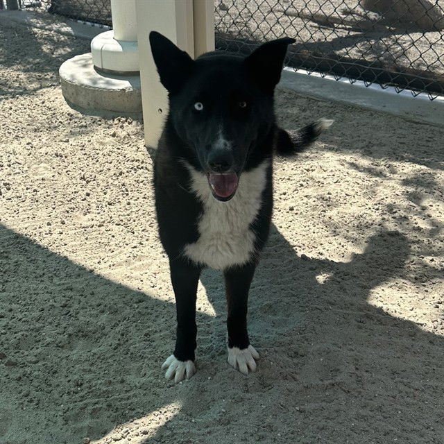 adoptable Dog in Thousand Palms, CA named GUS