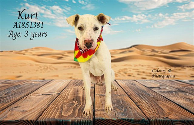 adoptable Dog in Thousand Palms, CA named KURT