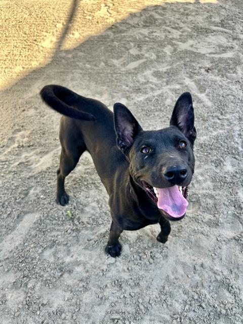 adoptable Dog in Thousand Palms, CA named MATILDA