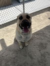 adoptable Dog in  named JULIET