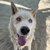 adoptable Dog in  named ROMEO