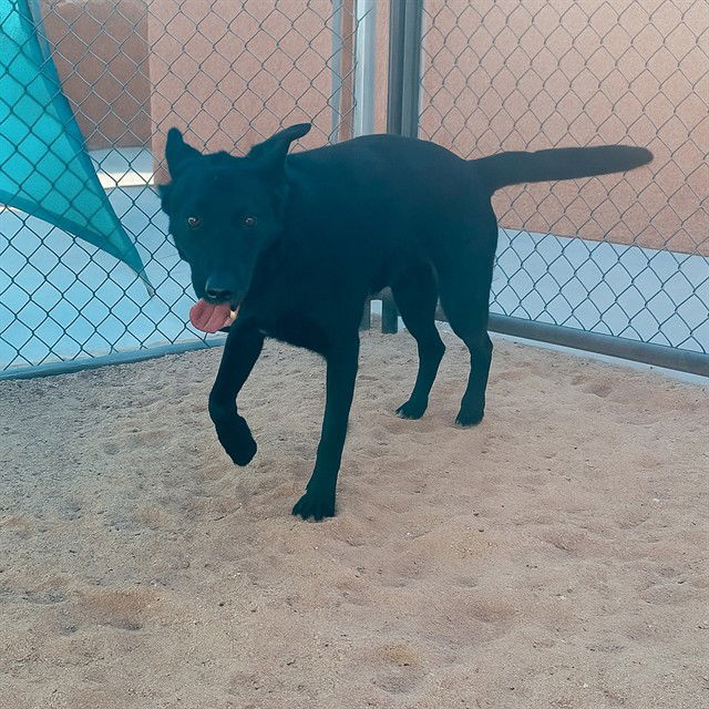 adoptable Dog in Thousand Palms, CA named MAXINE
