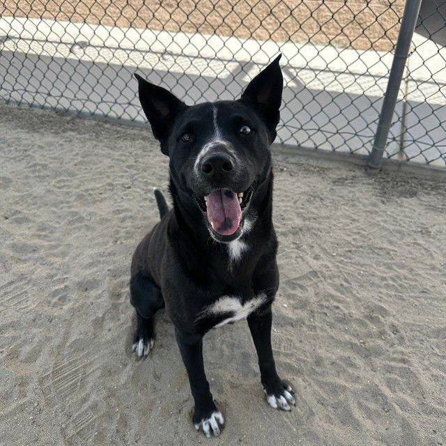 adoptable Dog in Thousand Palms, CA named LILLY