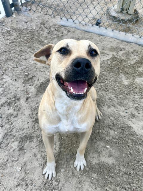 adoptable Dog in Thousand Palms, CA named WIGGLES