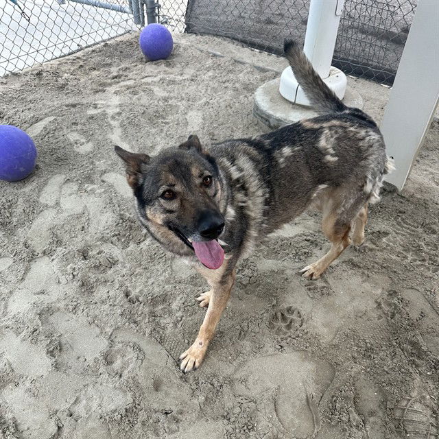 adoptable Dog in Thousand Palms, CA named DONNA