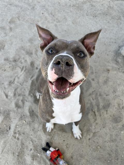 adoptable Dog in Thousand Palms, CA named ROSIE