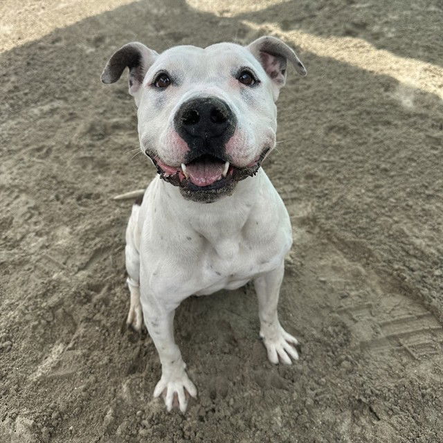 adoptable Dog in Thousand Palms, CA named TINKER BELL