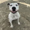 adoptable Dog in Thousand Palms, CA named TINKER BELL