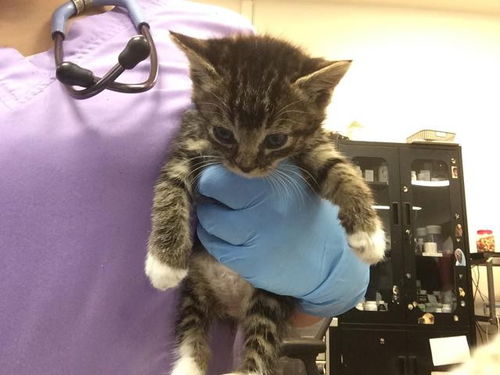 picture of the cat needing adoption