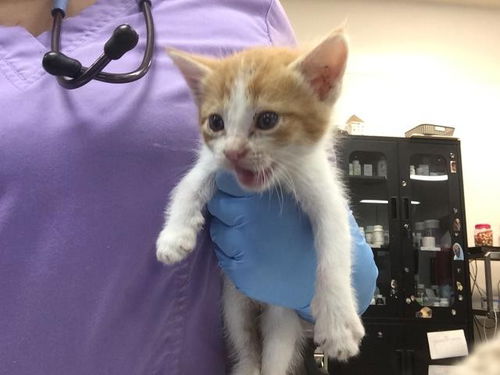 picture of the cat needing adoption