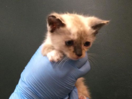 picture of the cat needing adoption