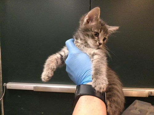 picture of the cat needing adoption