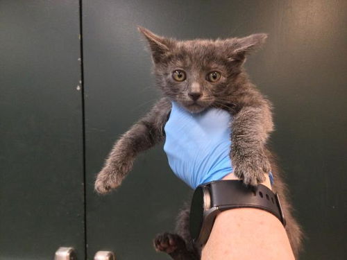 picture of the cat needing adoption