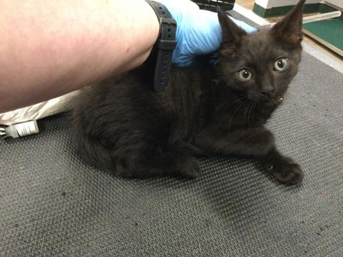 picture of the cat needing adoption