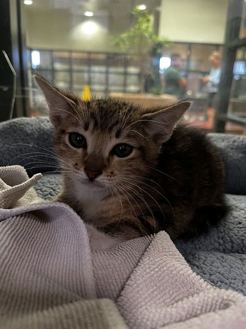 picture of the cat needing adoption