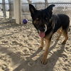 adoptable Dog in  named CHARLES