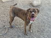adoptable Dog in  named JACKSON
