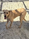 adoptable Dog in Thousand Palms, CA named LANEY