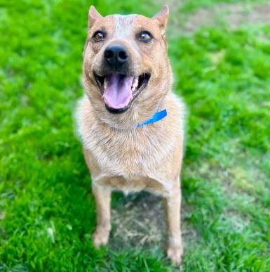 picture of the dog needing adoption