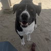 adoptable Dog in Thousand Palms, CA named BOBBY