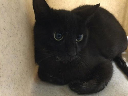 picture of the cat needing adoption