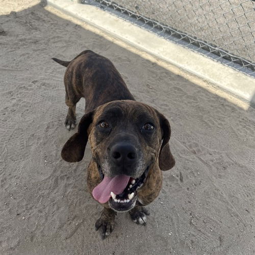 picture of the dog needing adoption