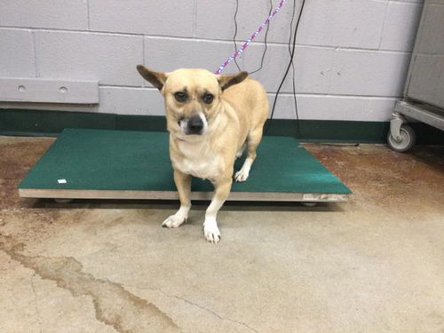 picture of the dog needing adoption