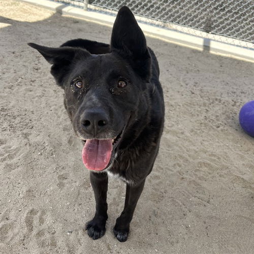 picture of the dog needing adoption