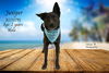 adoptable Dog in Thousand Palms, CA named JUNIPER