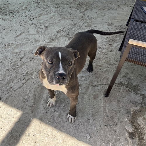 picture of the dog needing adoption