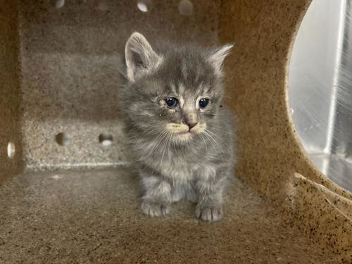 picture of the cat needing adoption