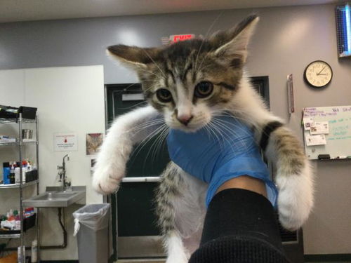 picture of the cat needing adoption