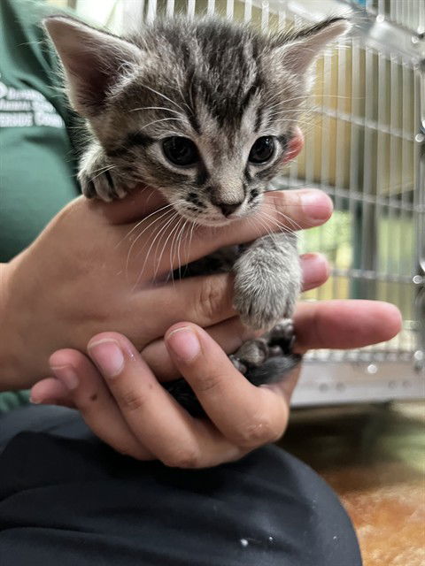 picture of the cat needing adoption